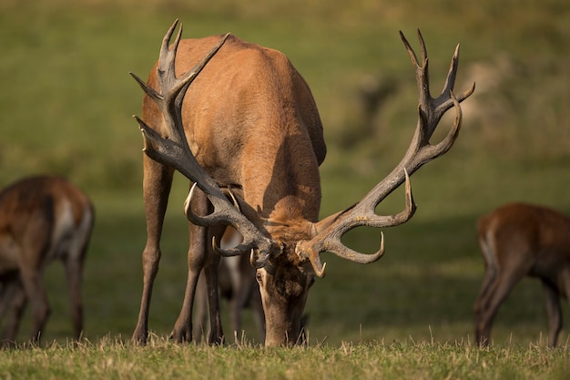 Ciervo rojo en el hábitat natural durante la rutina de los ciervos fauna europea