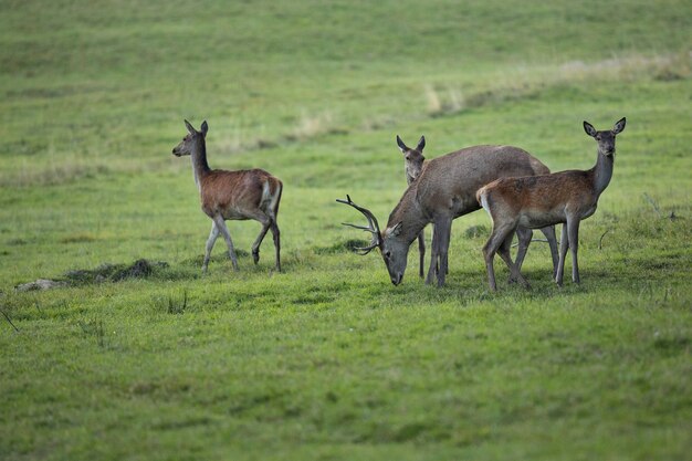 Ciervo rojo en el hábitat natural durante la rutina de los ciervos fauna europea