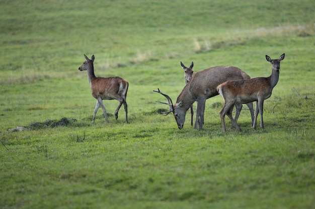 Ciervo rojo en el hábitat natural durante la rutina de los ciervos fauna europea