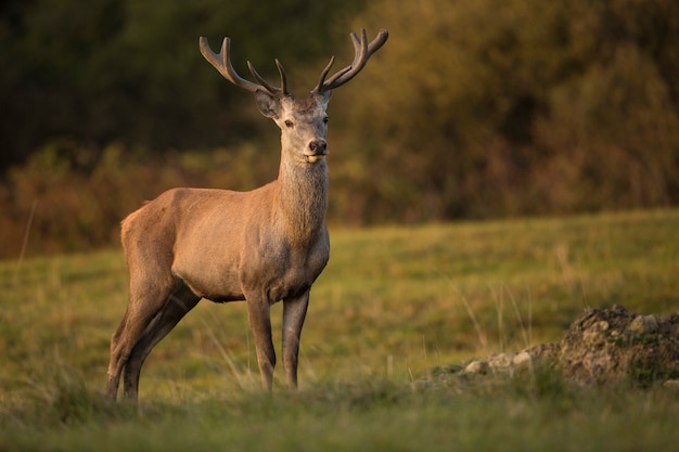 Ciervo rojo en el hábitat natural durante la rutina de los ciervos fauna europea