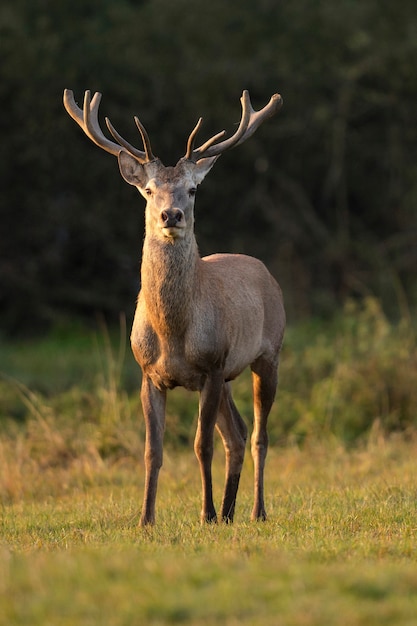 Ciervo rojo en el hábitat natural durante la rutina de los ciervos fauna europea