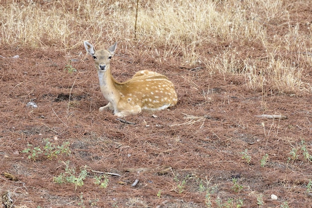 Ciervos en el bosque durante el día.