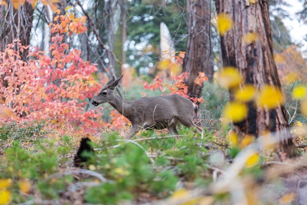 Foto gratuita ciervos en el bosque de otoño
