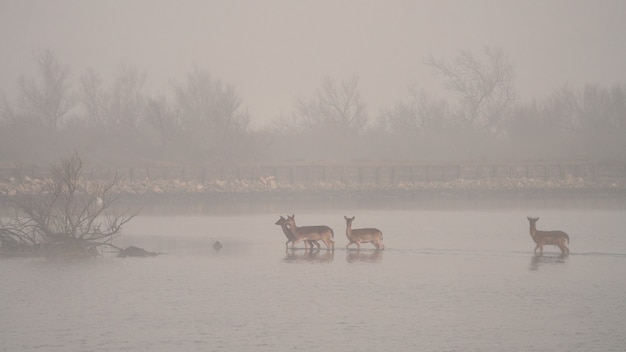 Ciervos en un lago con niebla