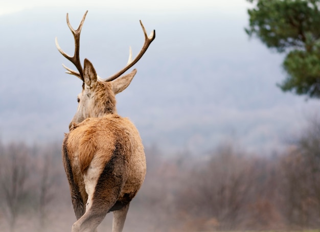 Ciervos salvajes capturados en el bosque.