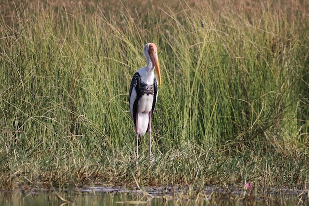 Cigüeña blanca en la hierba cerca del lago