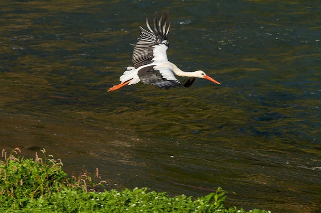 Cigüeña blanca volando sobre un río