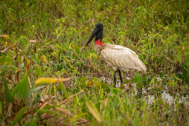 Cigüeña Jabiru en los humedales de un hermoso Pantanal brasileño Pájaro hermoso y muy grande en América del Sur Jabiru mycteria Imagen de hábitat natural