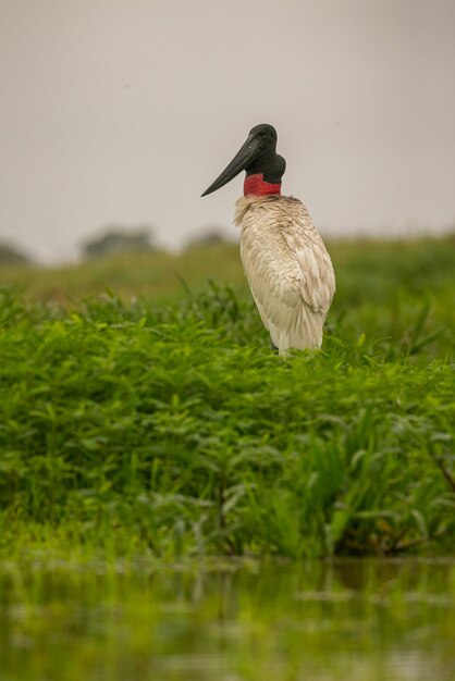 Cigüeña Jabiru en los humedales de un hermoso Pantanal brasileño Pájaro hermoso y muy grande en América del Sur Jabiru mycteria Imagen de hábitat natural