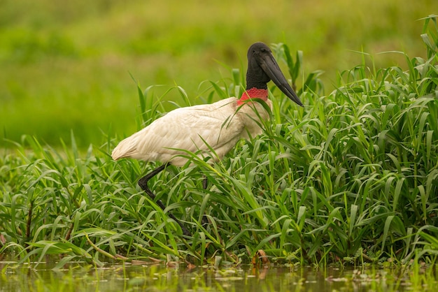 Cigüeña Jabiru en los humedales de un hermoso Pantanal brasileño Pájaro hermoso y muy grande en América del Sur Jabiru mycteria Imagen de hábitat natural