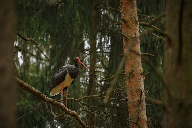 Cigüeña negra en la oscuridad del bosque europeo