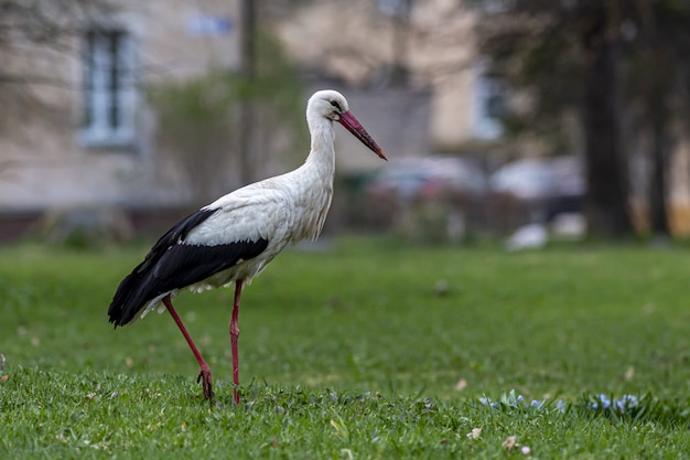 Cigüeña, posición, en, campo verde