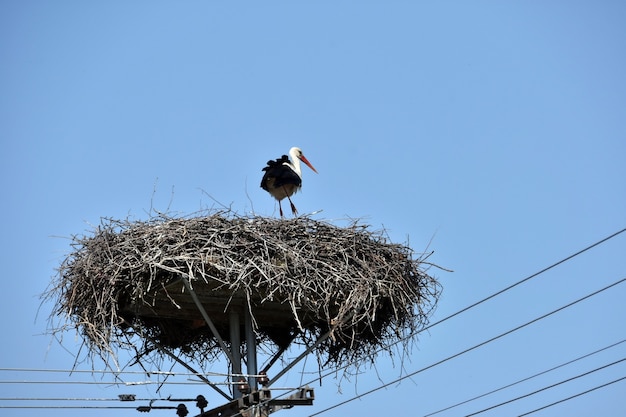 Cigüeña en su nido en el poste de electricidad con una farola
