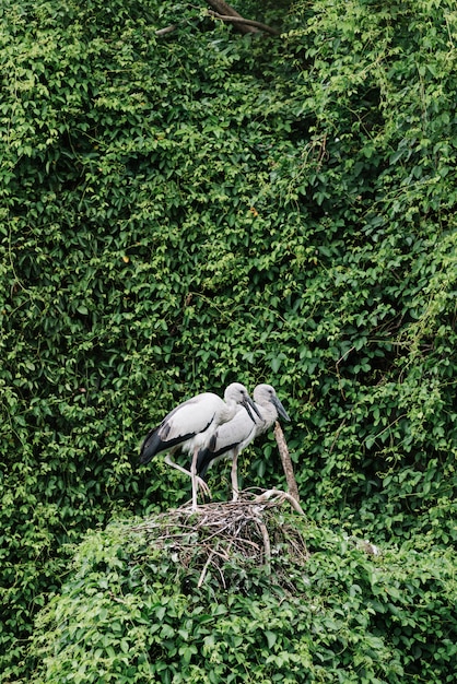 Cigüeñas en un exuberante nido rodeado de vegetación