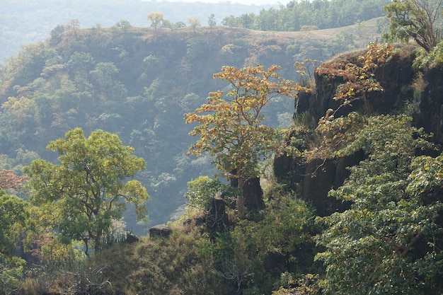 Cima de una montaña con árboles