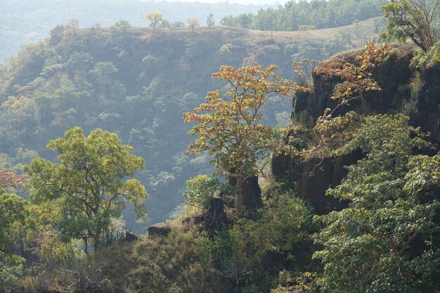 Cima de una montaña con árboles