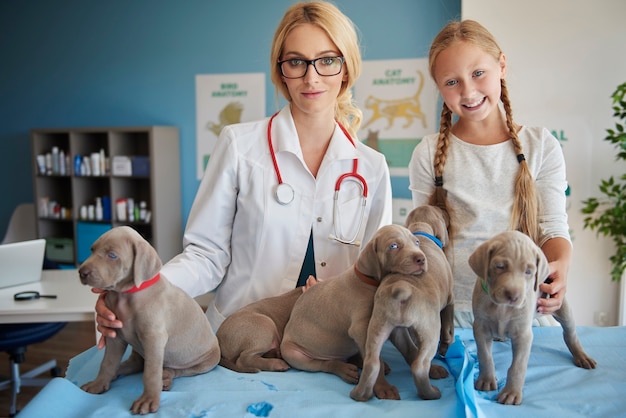 Cinco cachorros grises en el veterinario
