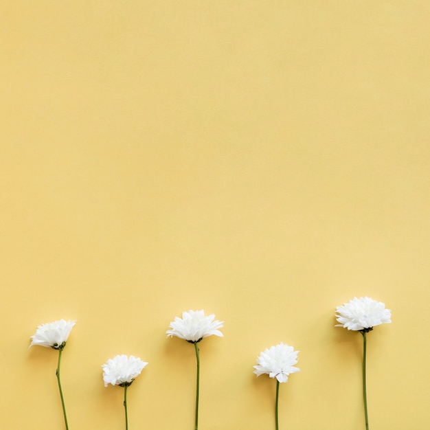 Foto gratuita cinco flores blancas abajo