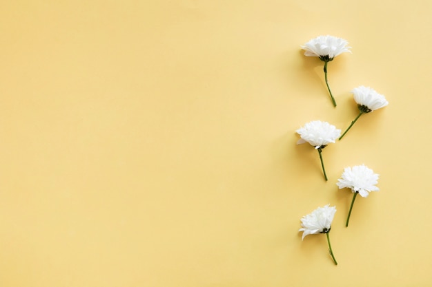 Foto gratuita cinco flores blancas a la derecha