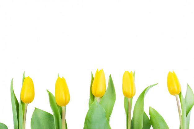 Cinco tulipanes en fila