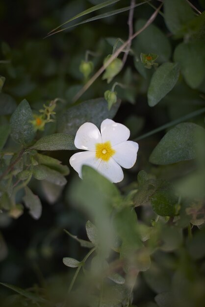 Cinquefoil blanco y amarillo rodeado de vegetación con un fondo borroso