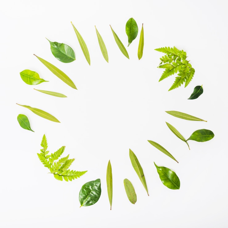 Foto gratuito círculo de varias hojas verdes