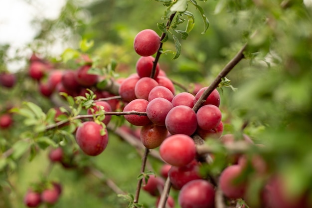 Ciruelas rojas dulces y deliciosas que crecen en las ramas de los árboles
