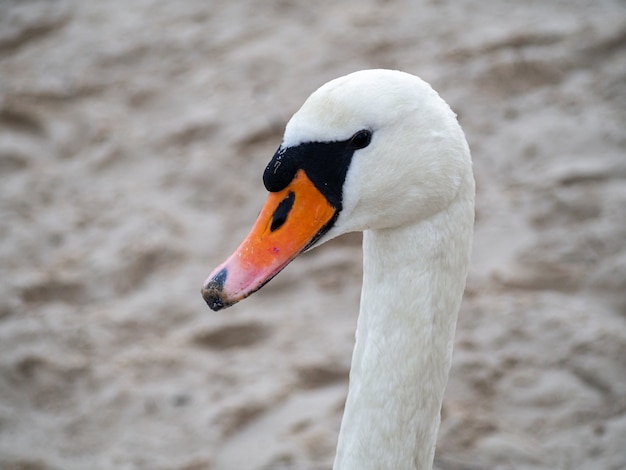 Cisne blanco de cuello largo con pico naranja