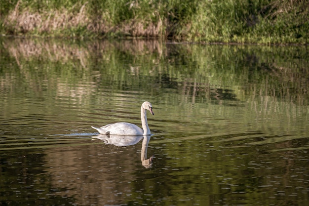 Foto gratuita cisne blanco nadando en el lago con un reflejo