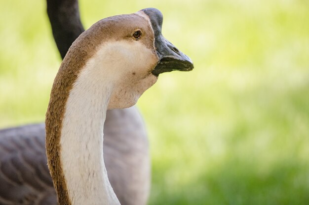 Cisne blanco y negro en cierre durante el día uduring