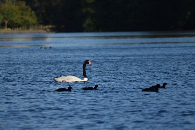 Cisne de cuello negro (Cygnus melancoryphus) en un parque en Buenos Aires.