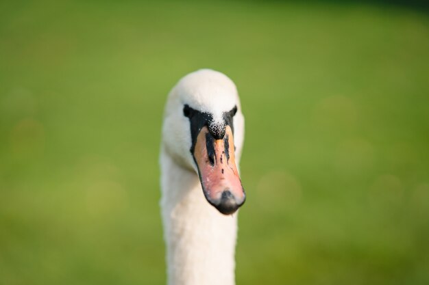 Cisne, Cygnus olor, adulto, de cerca. Hermoso cisne blanco.