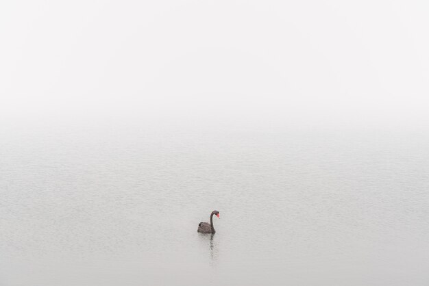 Cisne negro en humo de incendios forestales St Helens, Tasmania