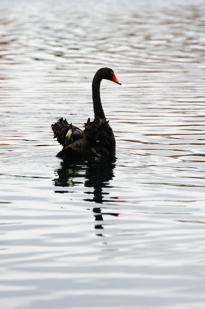 Foto gratuita cisne negro