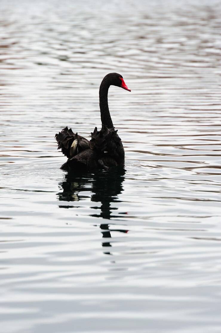 Foto gratuito cisne negro