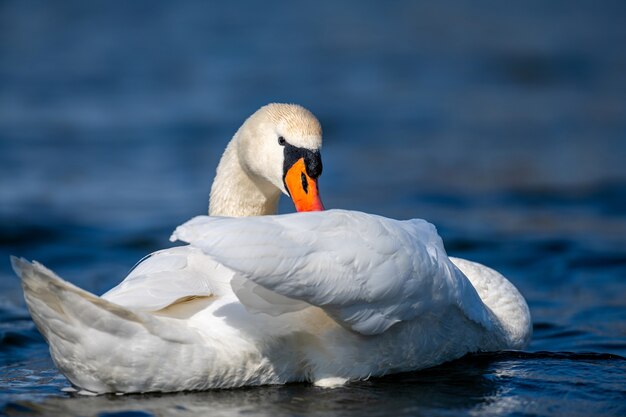 Cisne en un río azul profundo claro