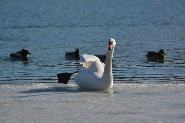 Cisne sentado en el hielo cerca del río.