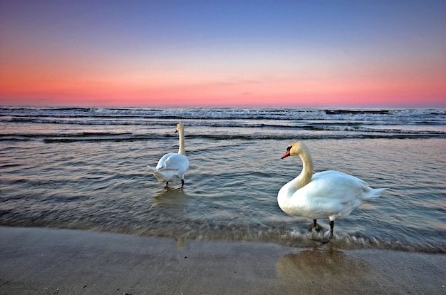 Cisnes en el agua del mar