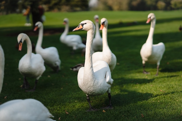 Cisnes blancos descansando sobre la hierba verde en el parque. Hermoso estilo de vida de los cisnes.