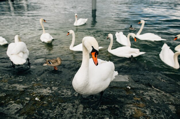 Cisnes blancos. Hermoso cisne blanco en el lago. Alimentando a los cisnes en el paseo marítimo