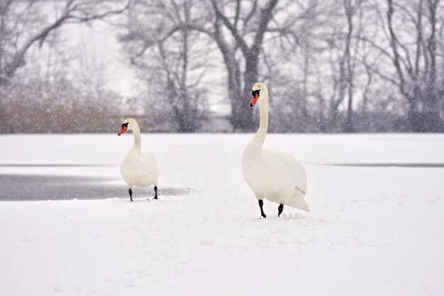 Cisnes en invierno. Imagen hermosa del pájaro en la naturaleza del invierno con nieve.