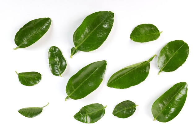 Cítricos de hoja aislado en blanco. Colección de hojas. hojas frescas de limón verde joven aislado en la superficie blanca. Está recién recogido de un jardín orgánico de crecimiento doméstico. Concepto de comida.