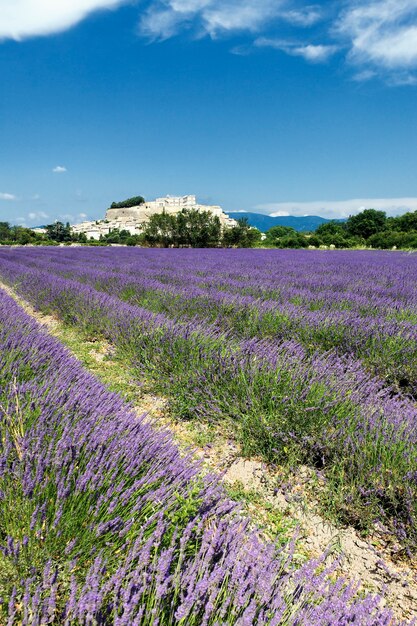 Ciudad de Grignan con campo de lavanda en verano