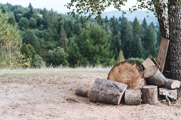 Un claro en el bosque con leña doblada para una caja de fuego.