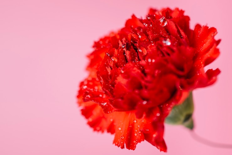 Foto gratuito clavel húmedo en rosa