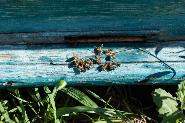 Close-up abejas fuera de la colmena en la granja