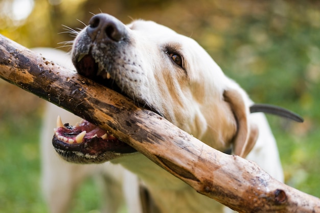 Close-up adorable labrador jugando