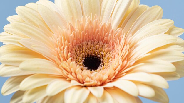 Close-up de una bonita flor florecida