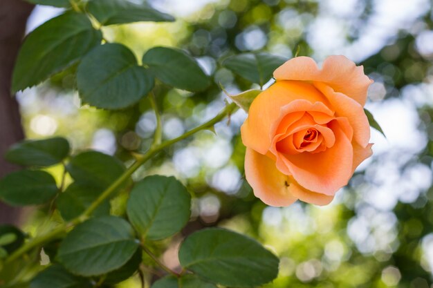 Close-up bonita rosa naranja con hojas verdes