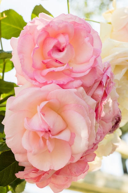 Close-up bonito ramo de rosas rosadas